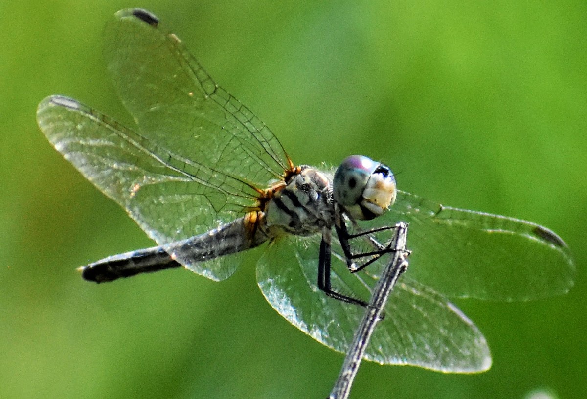 Blue dasher (female)