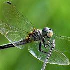 Blue dasher (female)