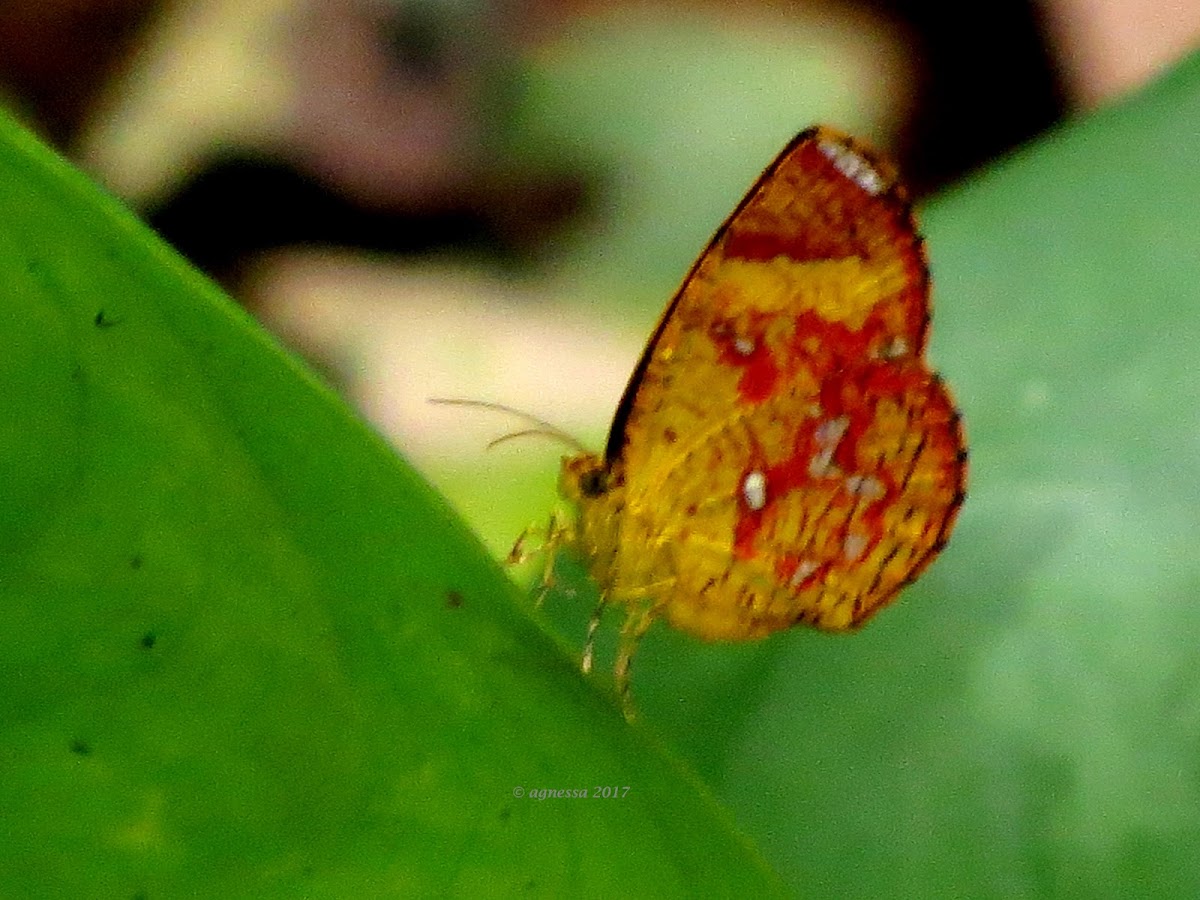 Callidula Butterfly-moth