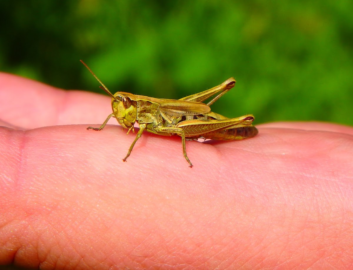 Meadow grasshopper