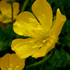 Creeping Buttercup