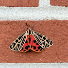 Virgin tiger moth