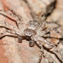 Philodromus margaritatus