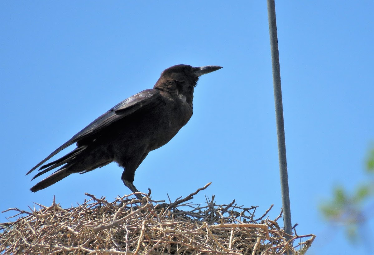 Cape crow