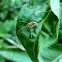 Opilio harvestman