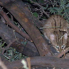 Rusty Spotted Cat