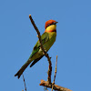 Chestnut-headed bee-eater