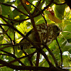 brown hawk-owl, brown boobook