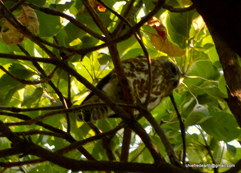 brown hawk-owl, brown boobook