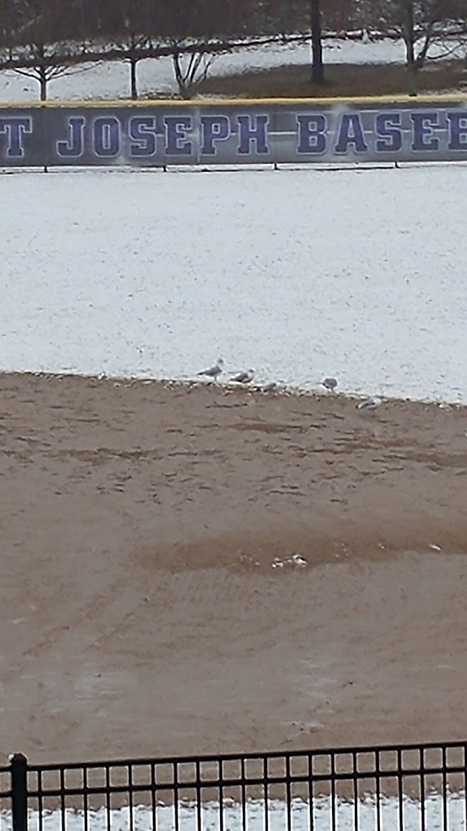 Ring billed gull