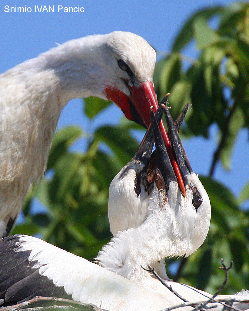 European White Stork