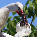 European White Stork