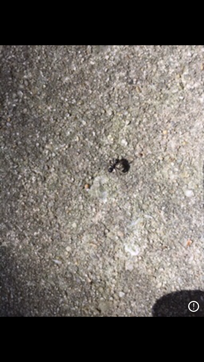 Little Black Ant