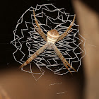 Signature Spider