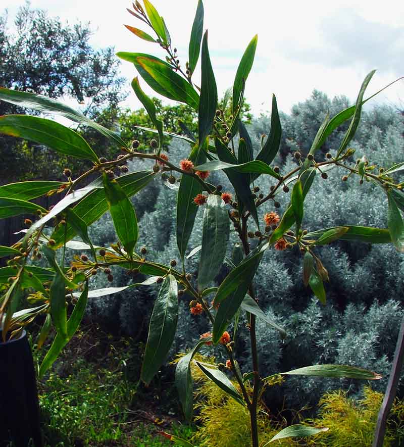 艾草 Cinnamon wattle (Acacia leprosa) with artemisia  by flipsockgrrl is licensed under CC BY-NC-SA 2.0