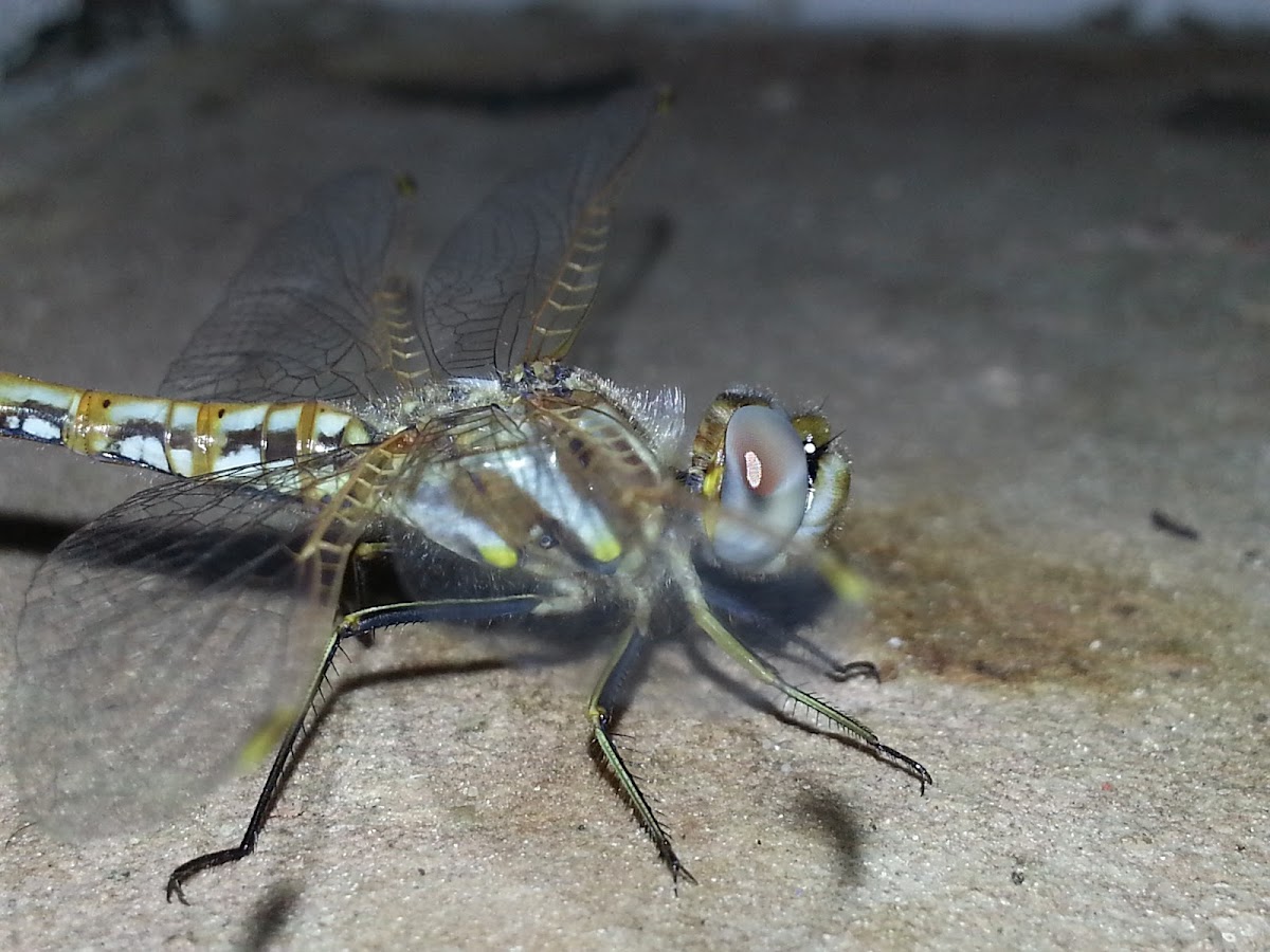 Variegated meadowhawk