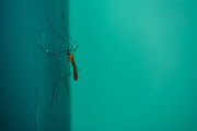 Eradicating malaria could become as simple as painting the walls of a house. 