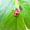 Flea Beetle