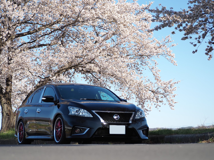 シルフィのTB17・桜と愛車・桜とコラボ・久々のカメ活・シルフィSツーリングに関するカスタム事例の投稿画像1枚目