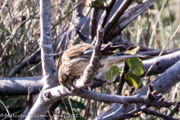 Linnet