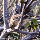 Linnet