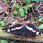 (Eurasian) White Admiral