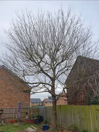 Domestic tree dismantle. album cover