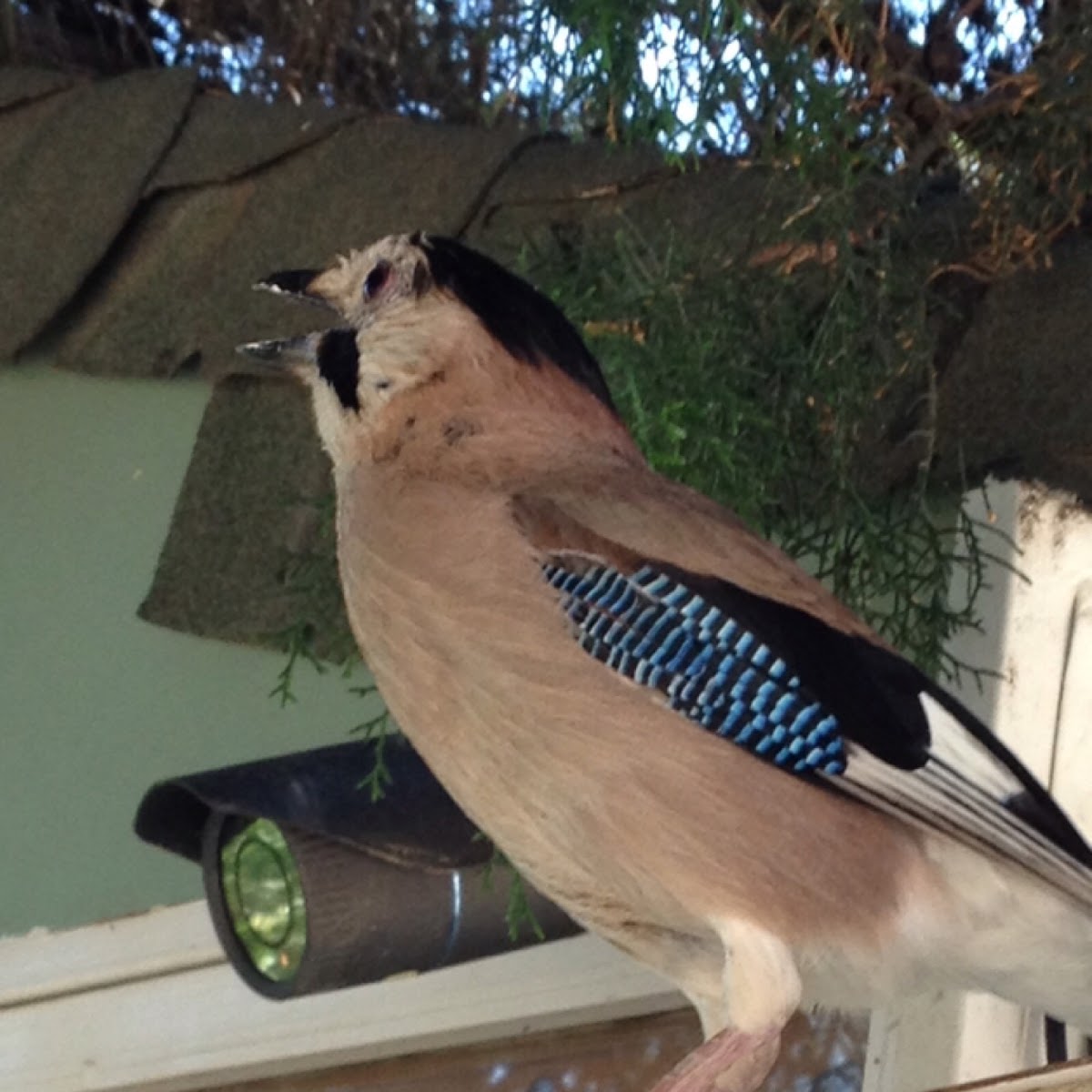 Eurasian jay