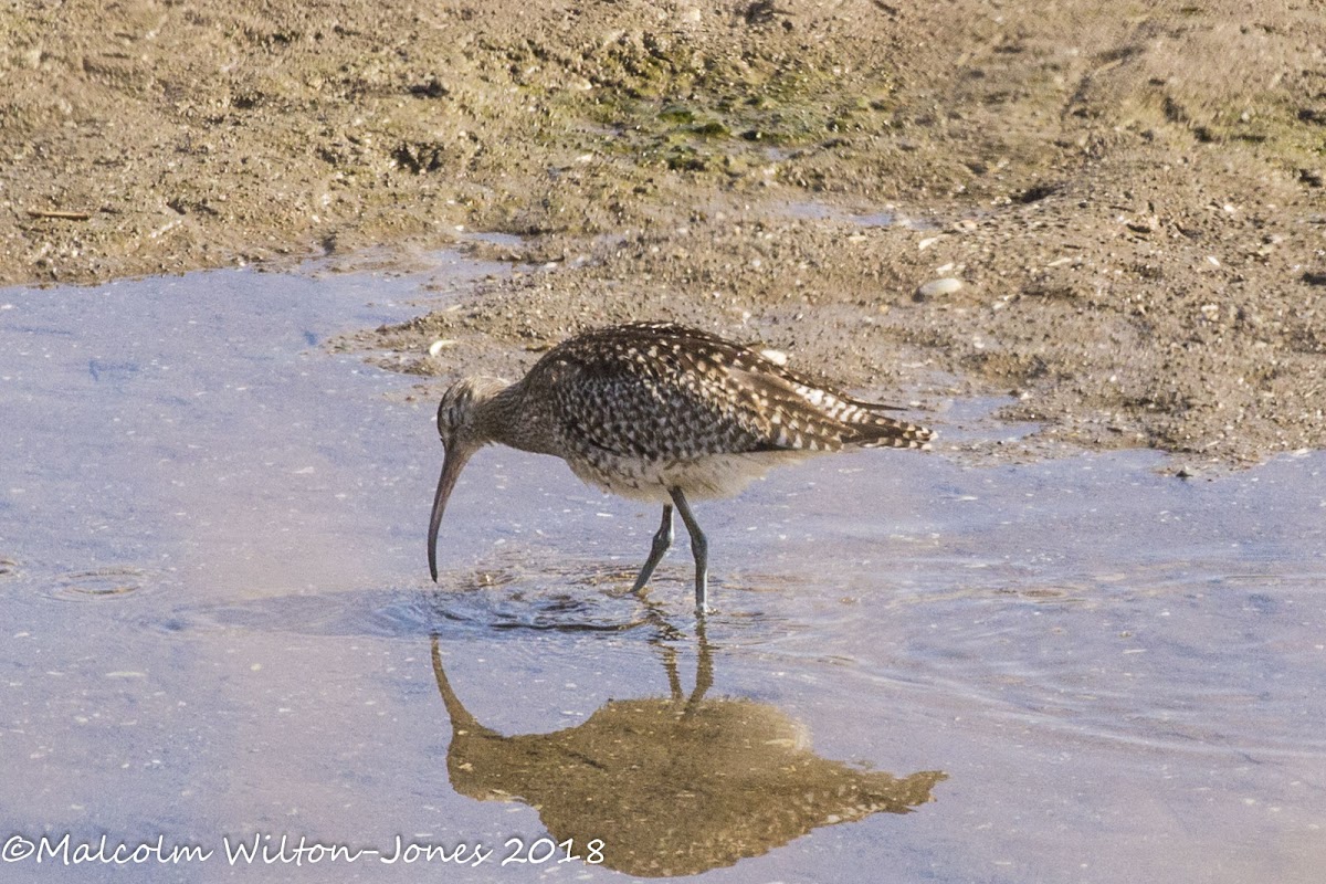 Whimbrel