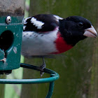 Rose-Breasted Grosbeak