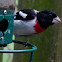 Rose-Breasted Grosbeak