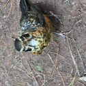 Smiths longspur