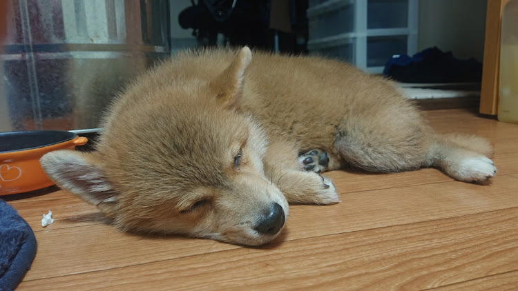 フィットのドライブ・愛犬紹介に関するカスタム事例の投稿画像2枚目