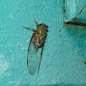 Cicada