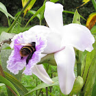 Bumblebee in Orchid