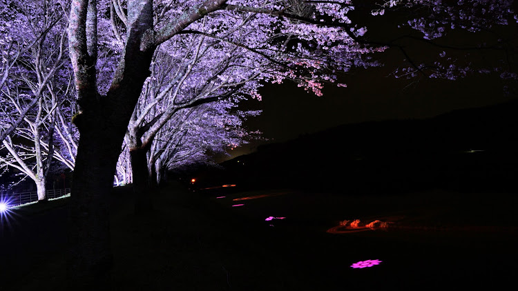 タントカスタムのサクラと愛車・桜シーズン開幕・桜コラボ🌸・風邪引かないように気をつけましょう😷・Androidですけど何か？🤣に関するカスタム事例の投稿画像9枚目
