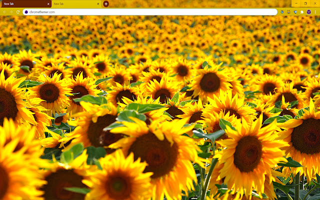 Solarized Sunflowers chrome extension