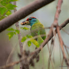 barbet