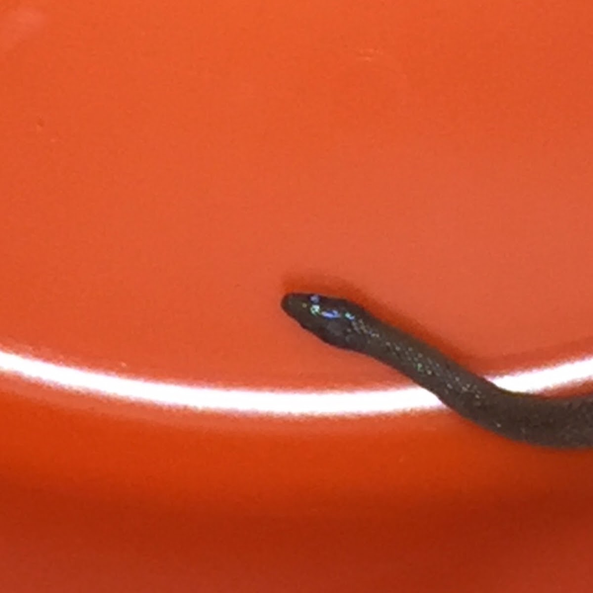 Rough Earth Snake