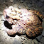 Eastern American Toad