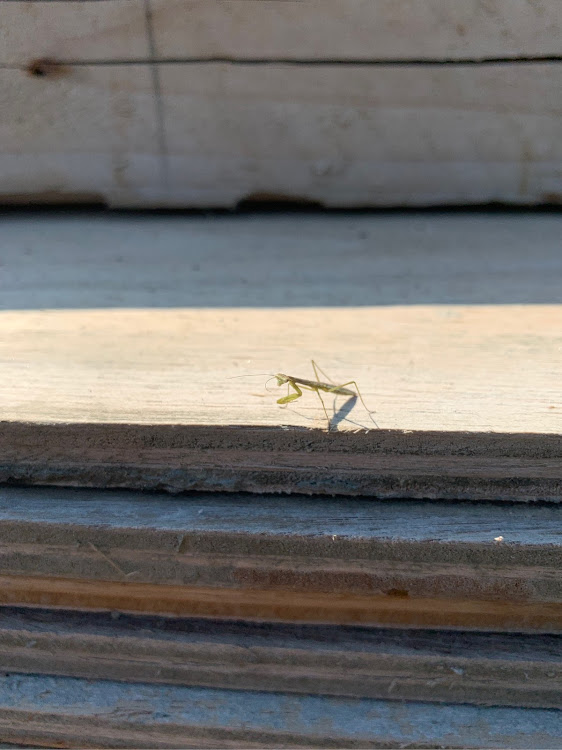 早坂さんが投稿したカマキリに関するカスタム事例の投稿画像1枚目