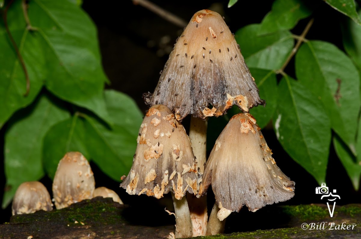 Scaley Ink Cap