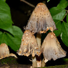 Scaley Ink Cap