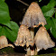 Scaley Ink Cap