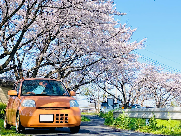 エッセの桜パトロール・桜と愛車・ENEOS・幸手権現堂桜堤・松の木に関するカスタム事例の投稿画像5枚目