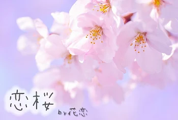 恋桜