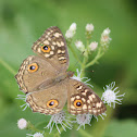 Lemon Pansy