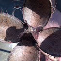 Mahogany seed pod
