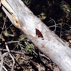 Mourning Cloak