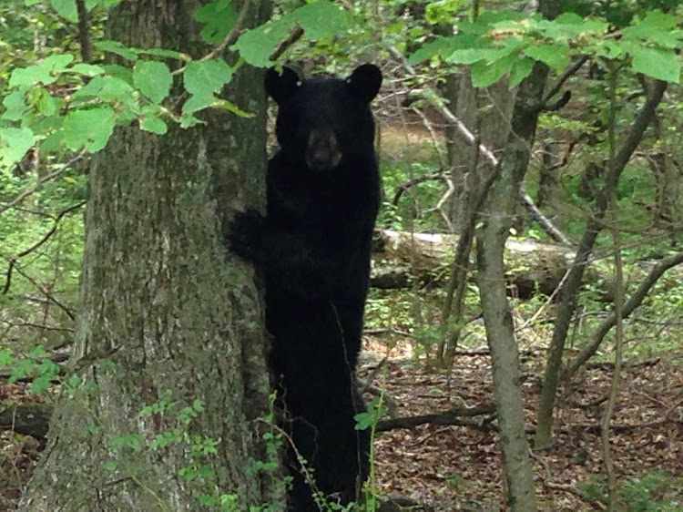 A black bear stands in a wooded area in Newton, New Jersey, July 12, 2015.